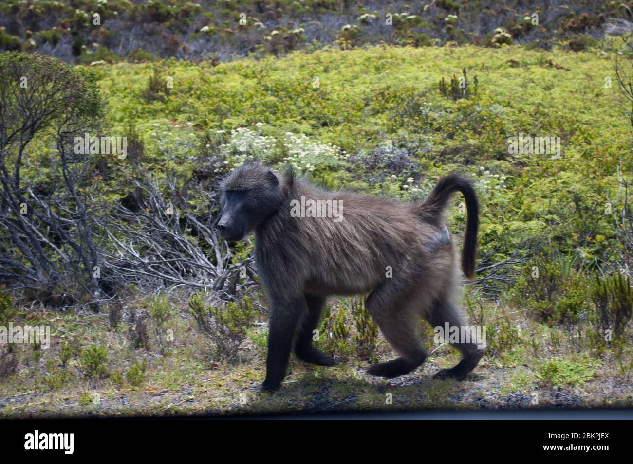 Un babbuino sollato passeggiando nella natura selvaggia della Penisola del Capo. I babbuini sono primati che comprendono il genere Papio, uno dei 23 generi del mondo antico mo Foto Stock