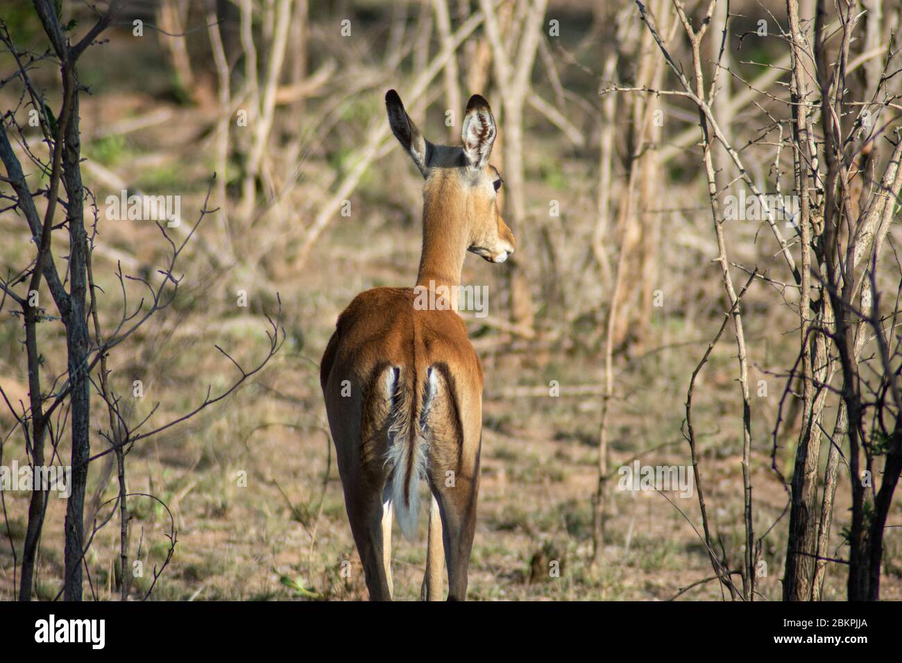 Un singolo cervo selvaggio in un Parco Safari in Africa. Questi animali agili e veloci sono cacciati dagli animali più grandi come leoni e ghepardi. Quindi sono molto allerta A. Foto Stock