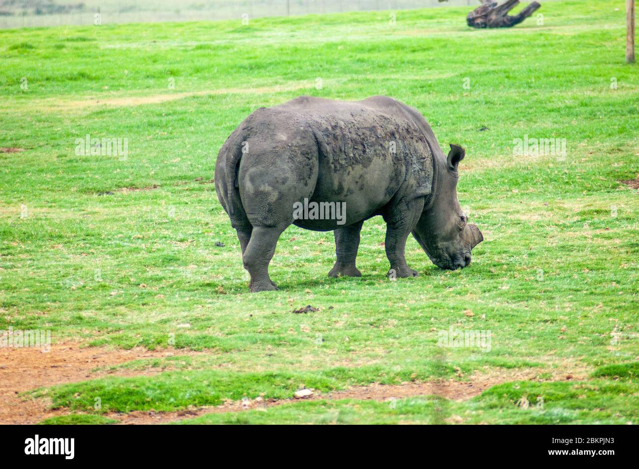 Rinoceronte selvatiche nella Riserva di caccia del Sud Africa Foto Stock