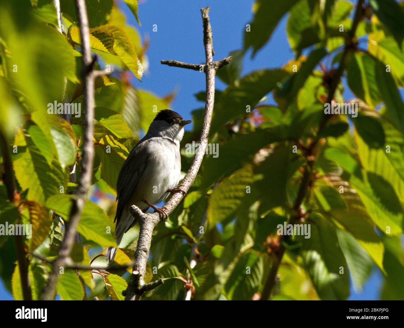 Un maschio Backcap si siede in un albero vicino a dove il suo partner bruno capped è cucito su una frizione di uova. La maggior parte dei Blackcaps migrano dal Regno Unito ma qualche rem Foto Stock