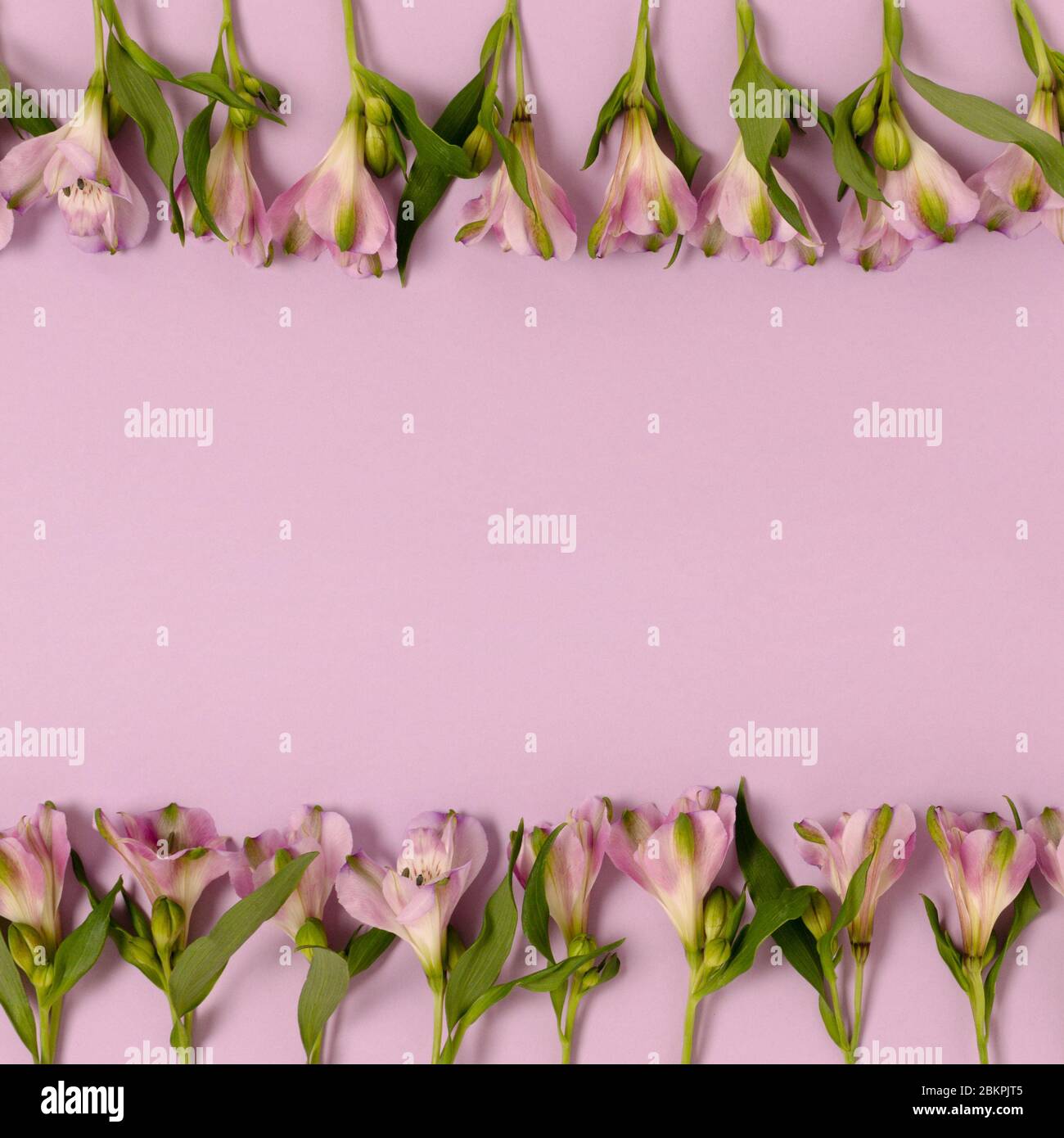 Cornice in fiori di astroemeria su sfondo viola pastello. Concetto di primavera con spazio di copia. Foto Stock