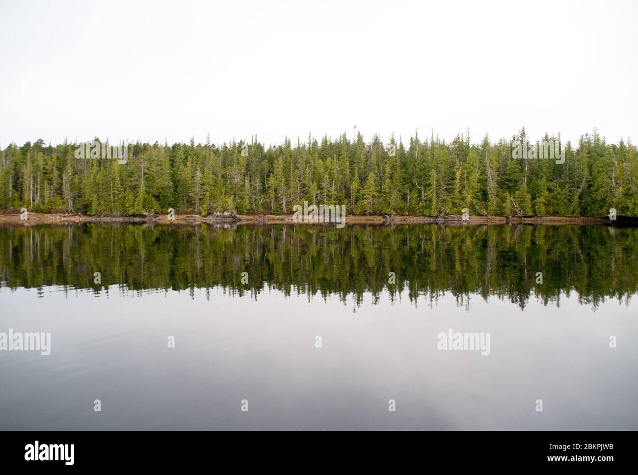 Alberi di foresta di conifere temperati riflessi in acque tranquille dell'Oceano Pacifico, nella foresta pluviale Great Bear, vicino a Bella Bella, British Columbia, Canada. Foto Stock