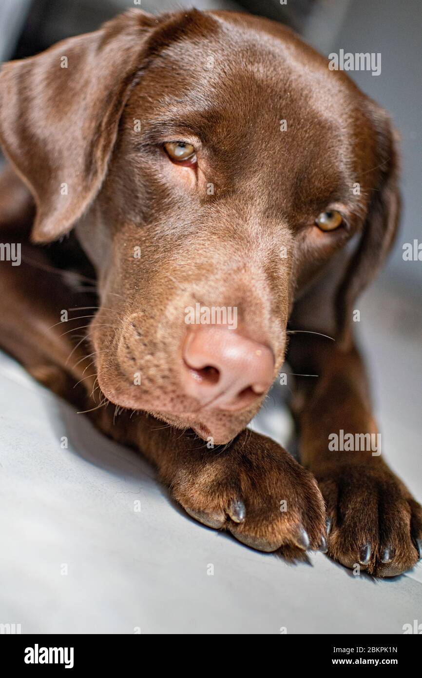 un bel ritratto di un labrador al cioccolato sdraiato sul pavimento godendosi il sole Foto Stock