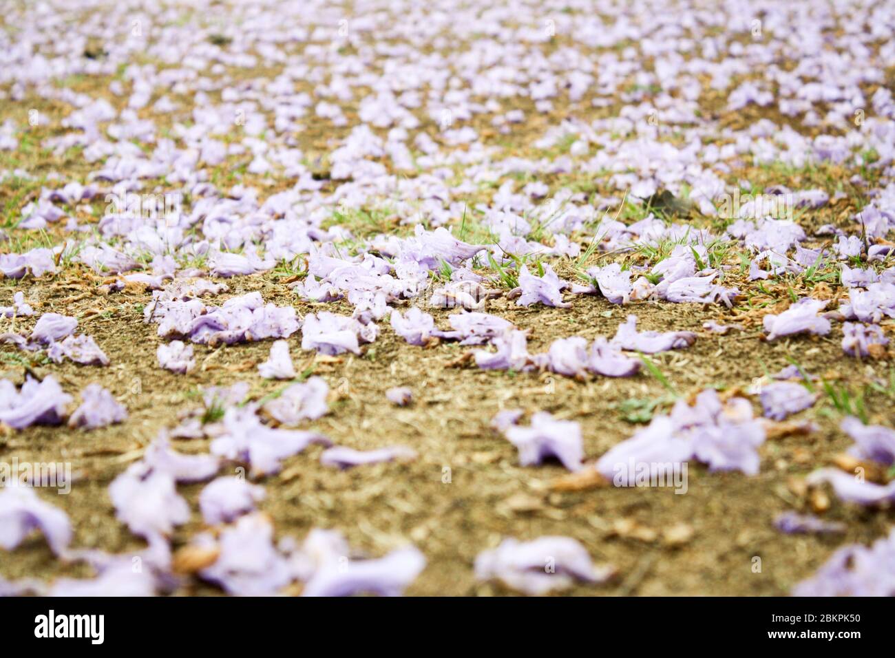 Il fiore viola Jacaranda riempie il terreno Foto Stock