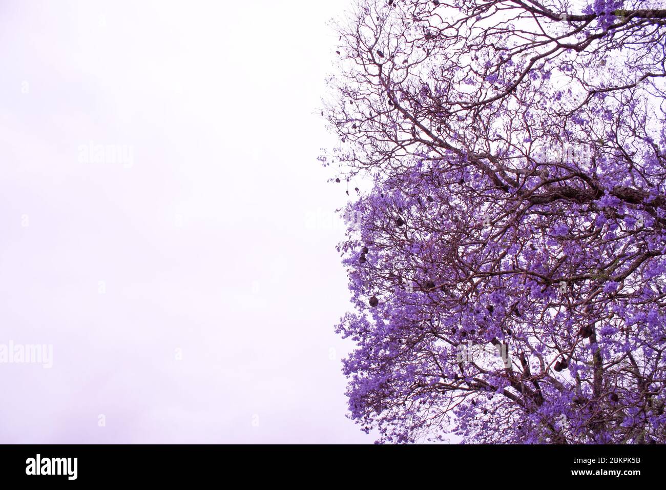 Un albero di Jacaranda viola con un cielo grigio chiaro Foto Stock
