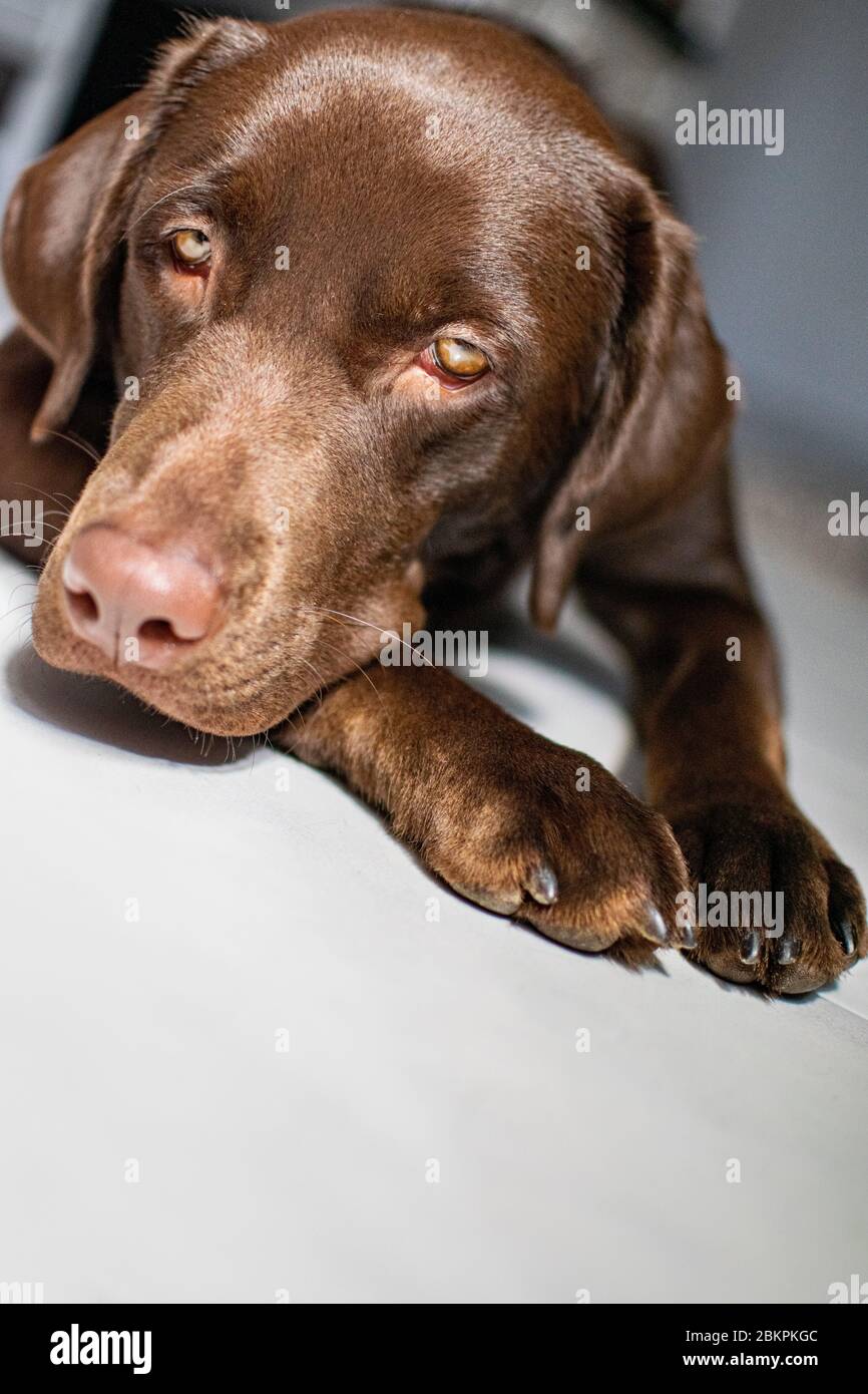 un labrador al cioccolato che posa sul pavimento al sole Foto Stock