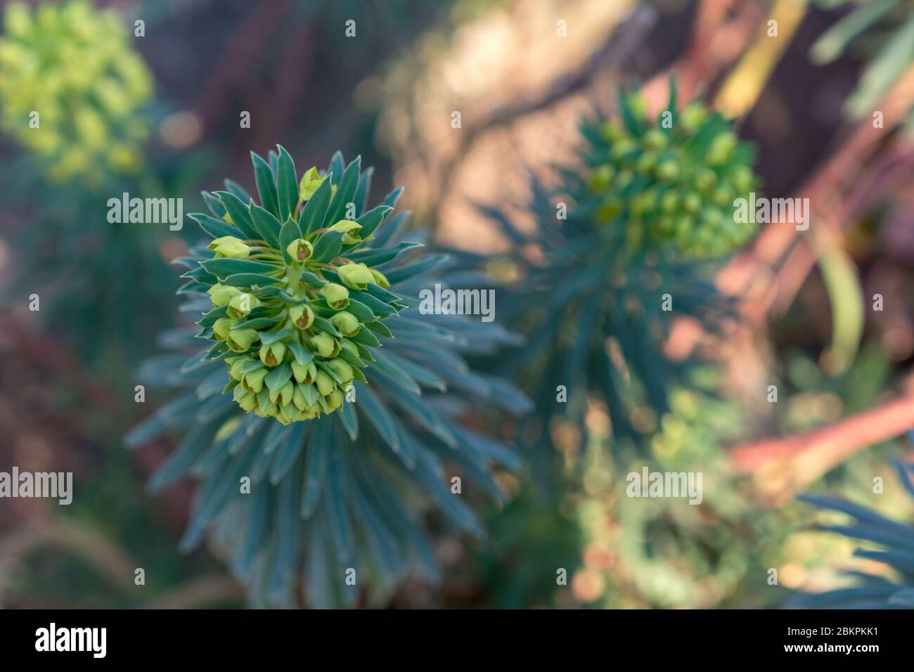 Euphorbia esula, spurge verde o spurge frondosa piccoli fiori in pollici con coppia basale di bratti petali giallo-verde luminosi. Verde con spri gialli Foto Stock