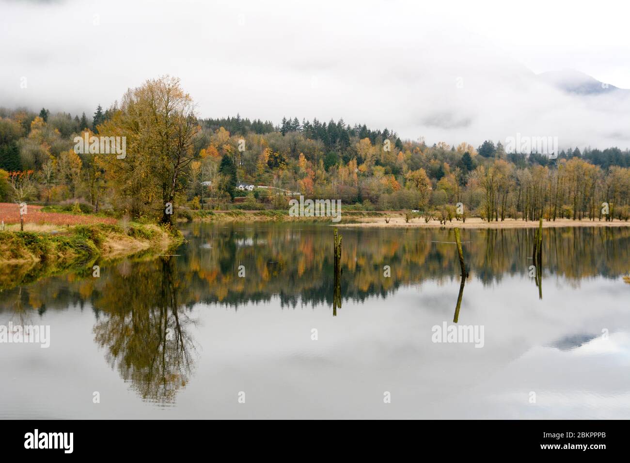 Un boscoso pendio di montagna è avvolta nella nebbia di mattina accanto al fiume Harrison vicino alla città di Harrison Mills, British Columbia, Canada. Foto Stock