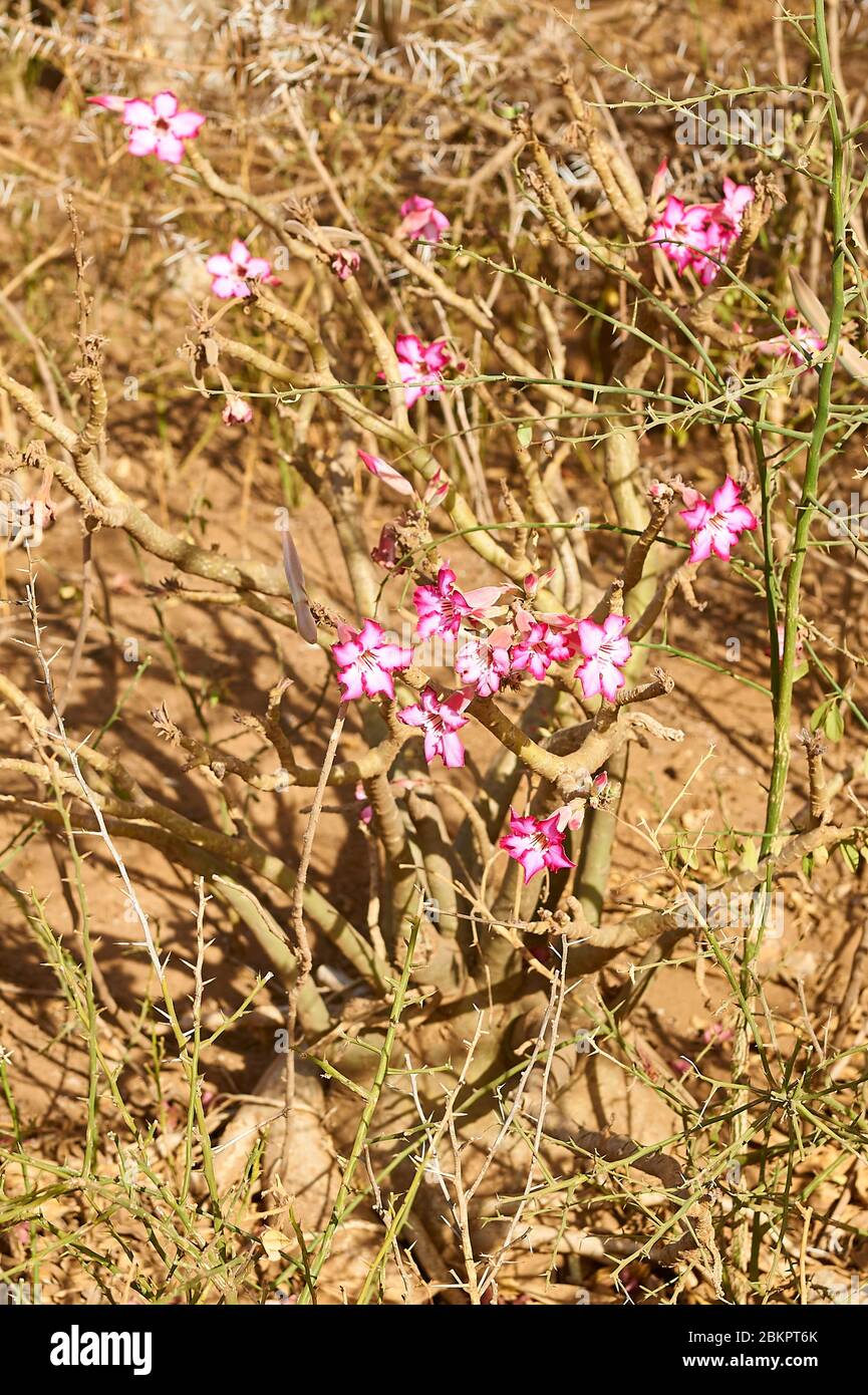 Fioritura Desert Rose, una zona Sahel, pianta resistente alla siccità Foto Stock