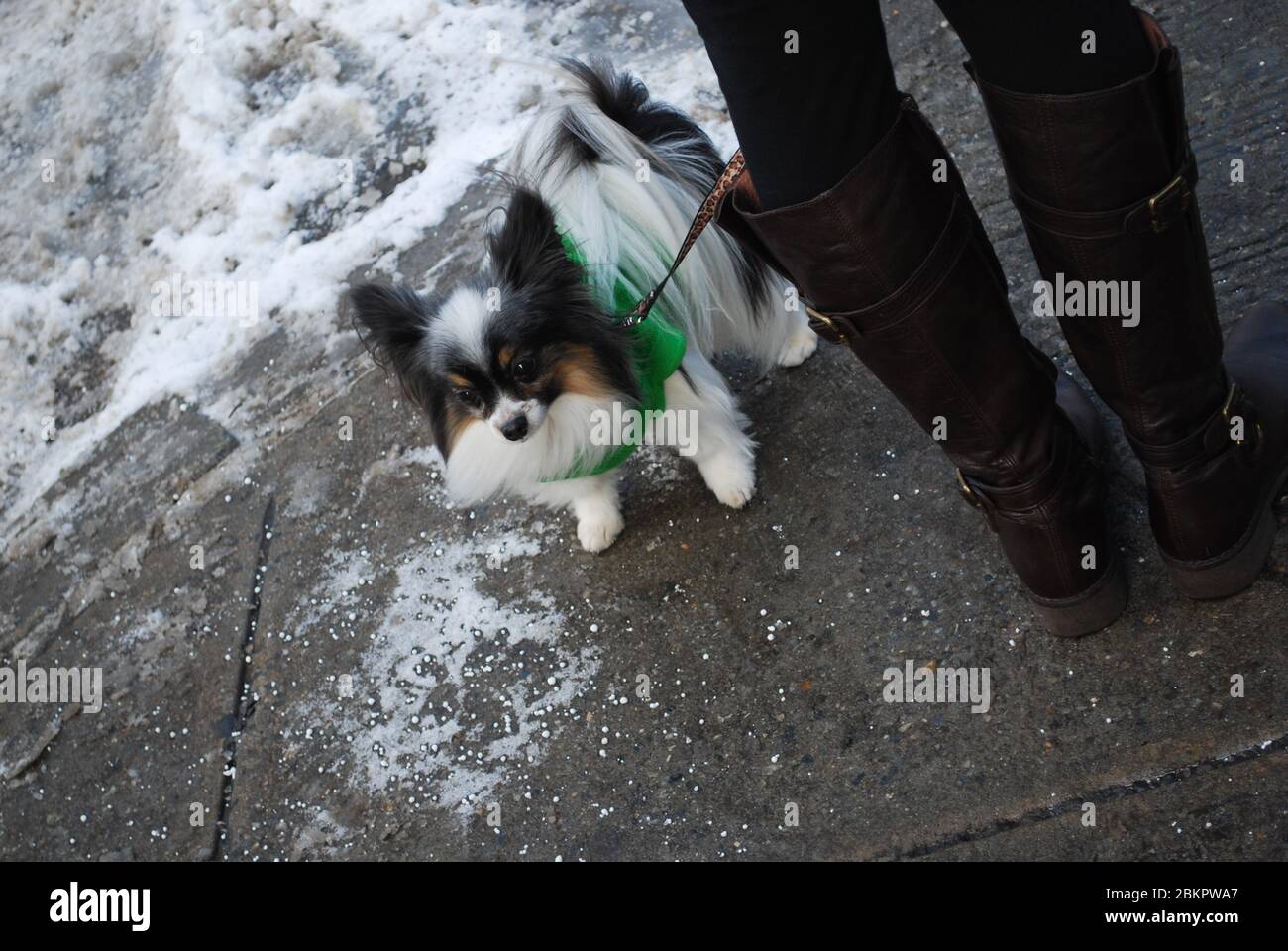 Papillon Dog a Central Park, New York, Stati Uniti Foto Stock