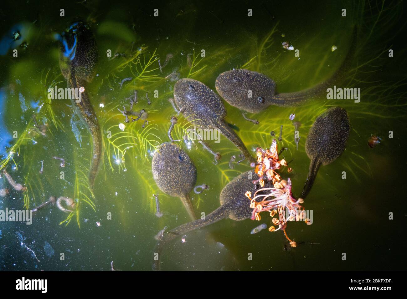 Tadpoli in uno stagno a ovest di Londra, immagini prese utilizzando un obiettivo macro. Data foto: Sabato 25 aprile 2020. Foto: Roger Garfield/Alamy Foto Stock