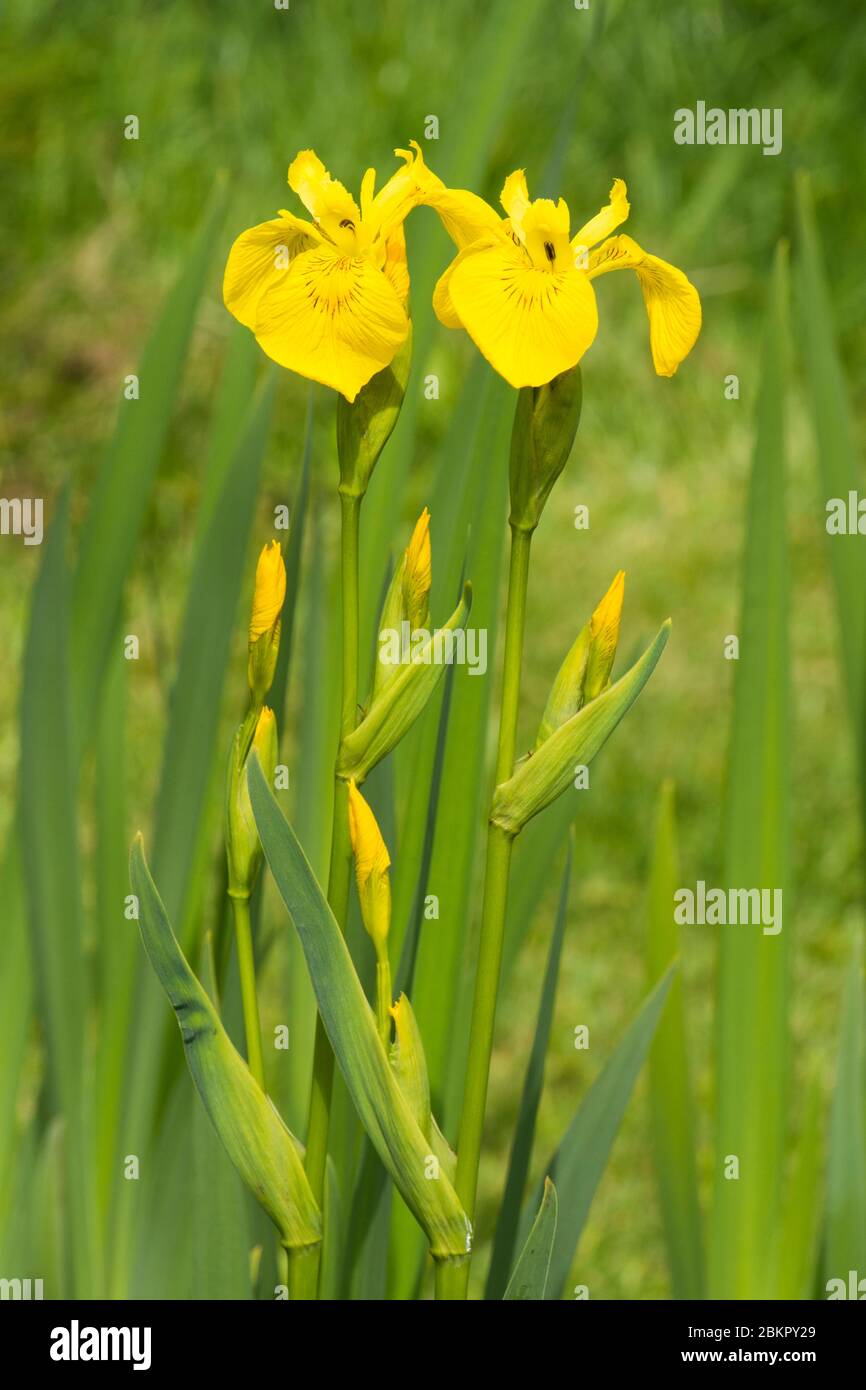 Due iris di bandiera gialla, Iris di bandiera gialla, Iris di bandiera, Iris giallo, Iris pseudacorus, piante marginali di stagno, maggio Foto Stock