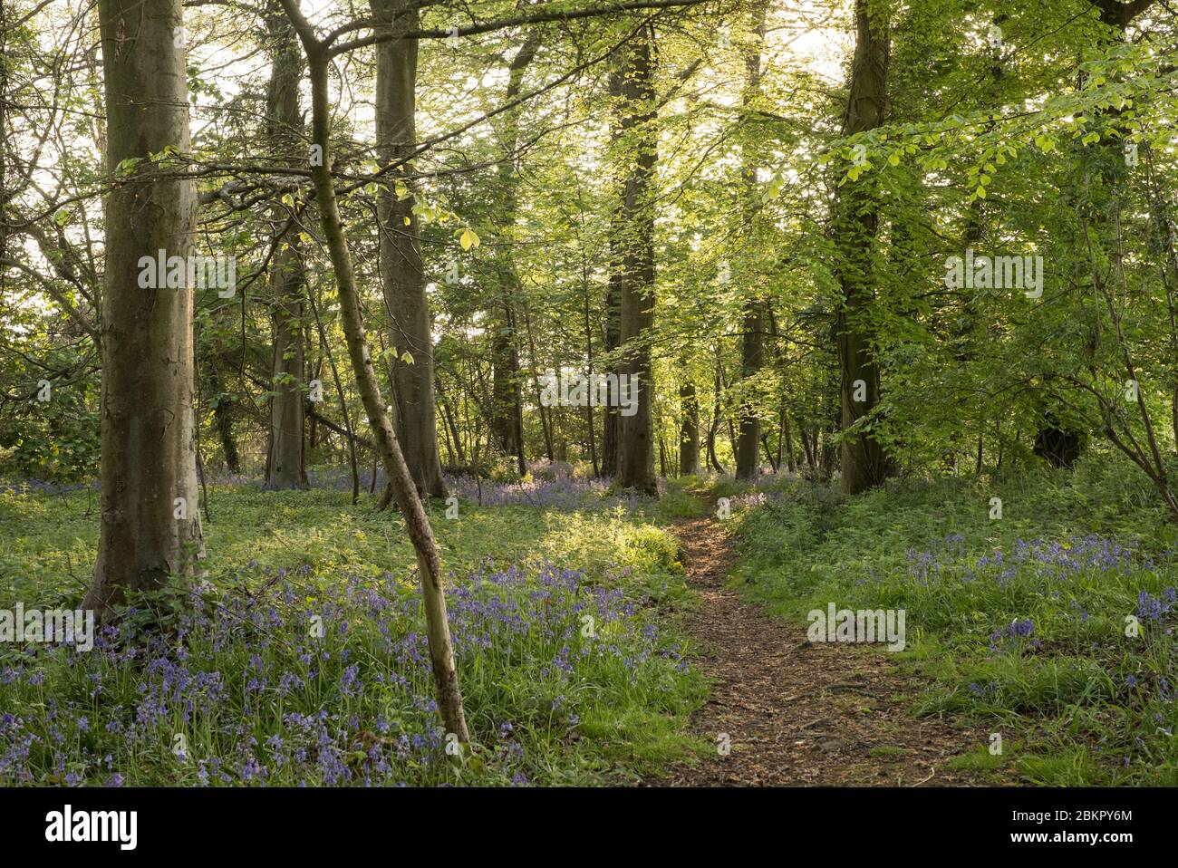 Bluebell Woods vicino Portbury, Bristol, Regno Unito Foto Stock