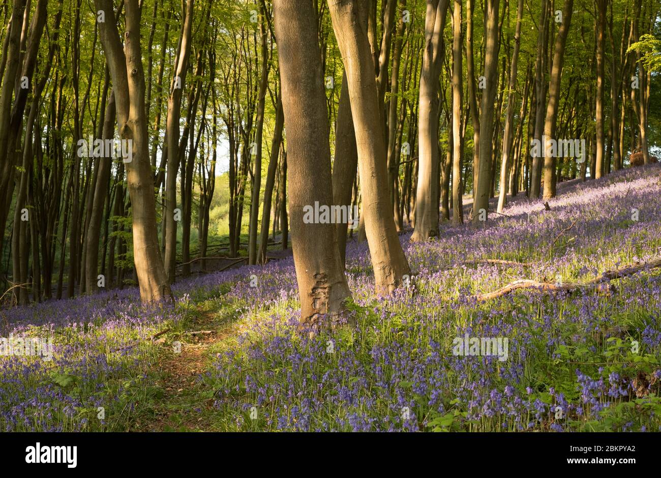 Bluebell Woods vicino Portbury, Bristol, Regno Unito Foto Stock