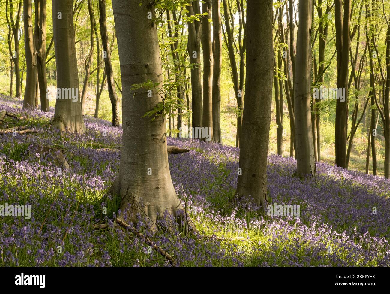 Bluebell Woods vicino Portbury, Bristol, Regno Unito Foto Stock