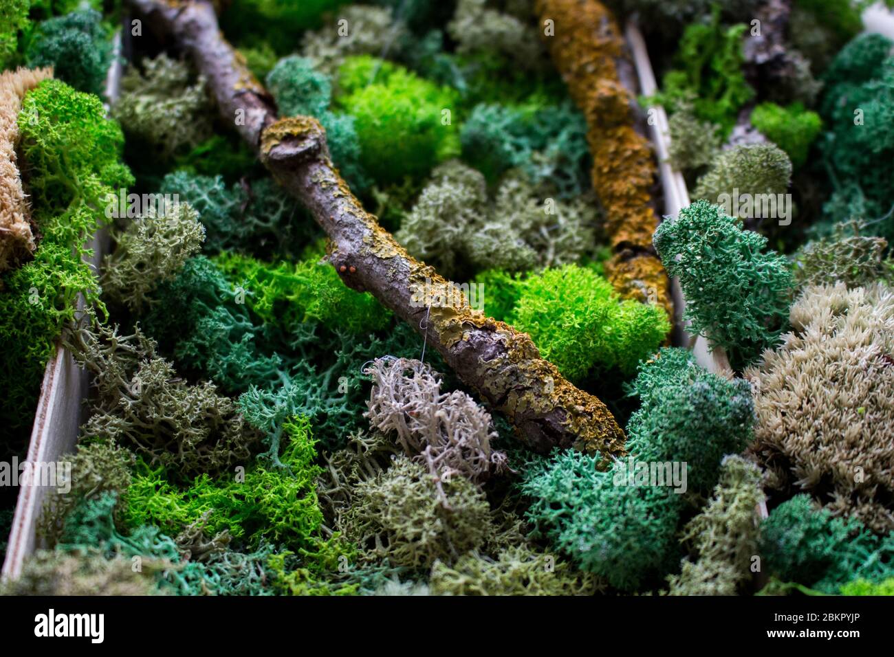 Cladonia Rangiferina muschio sfondo. Muschio stabilizzato verde, licheni. Parete di muschio di renna, una decorazione di parete verde fatta di licheni di renna. Foto Stock
