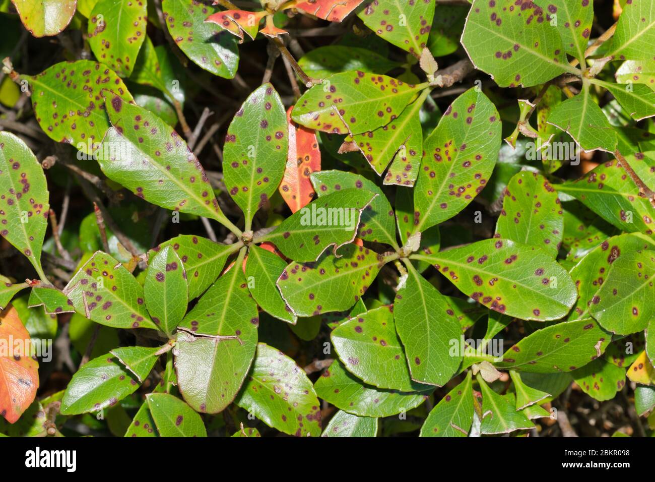 Malattia della macchia della foglia sulle foglie della pianta di Hawthorn indiane. Condizione causata da funghi parassiti o batteri. Trattabile nella maggior parte dei casi. Immagine a fotogramma intero ravvicinata. Foto Stock