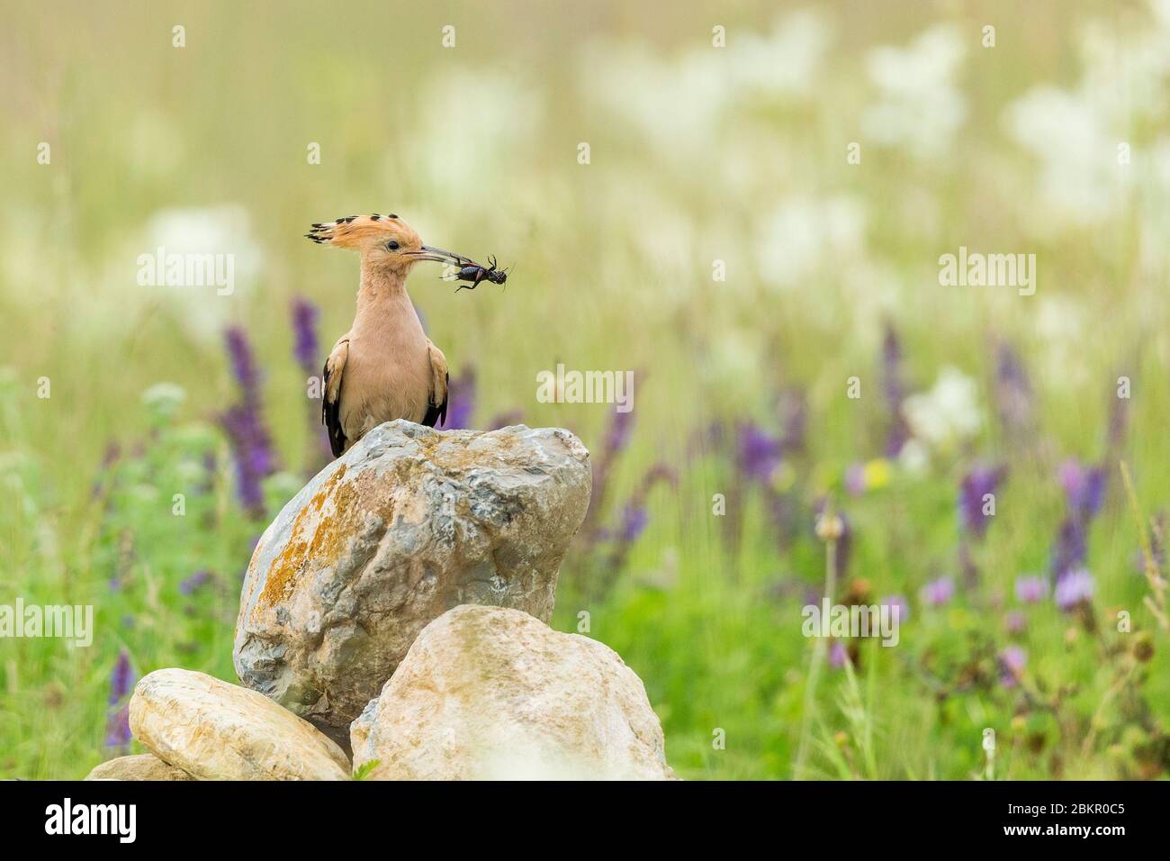 Hoopoe eurasiana (Upupa Eops) che torna al suo nido con cibo per i suoi giovani Foto Stock