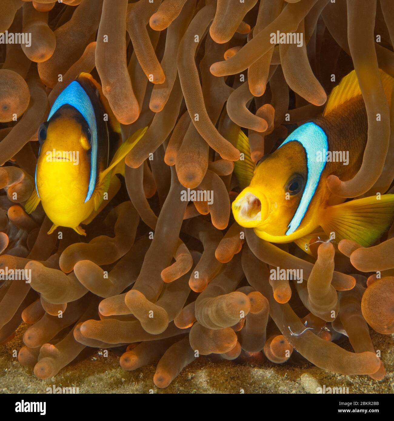 Rotmeer Anemonenfisch (Amphiprion bicinctus), Rotes Meer, Dädalus Riff, El Quseir, Ägypten, Afrika Foto Stock