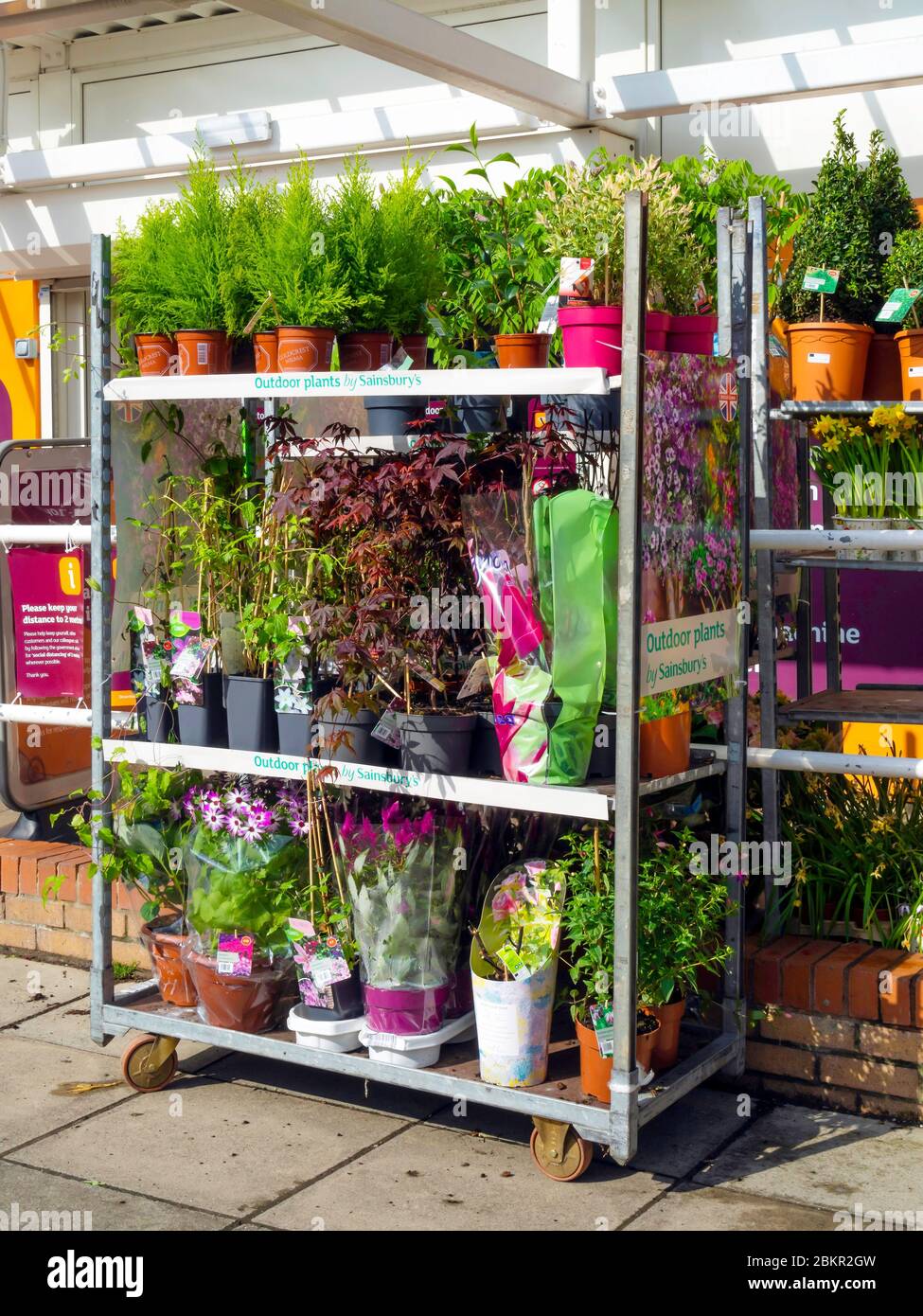 Durante il blocco per i centri del giardino pandemico di Coronavirus sono stati chiusi qui un supermercato sta offrendo le piante del giardino per la vendita Foto Stock