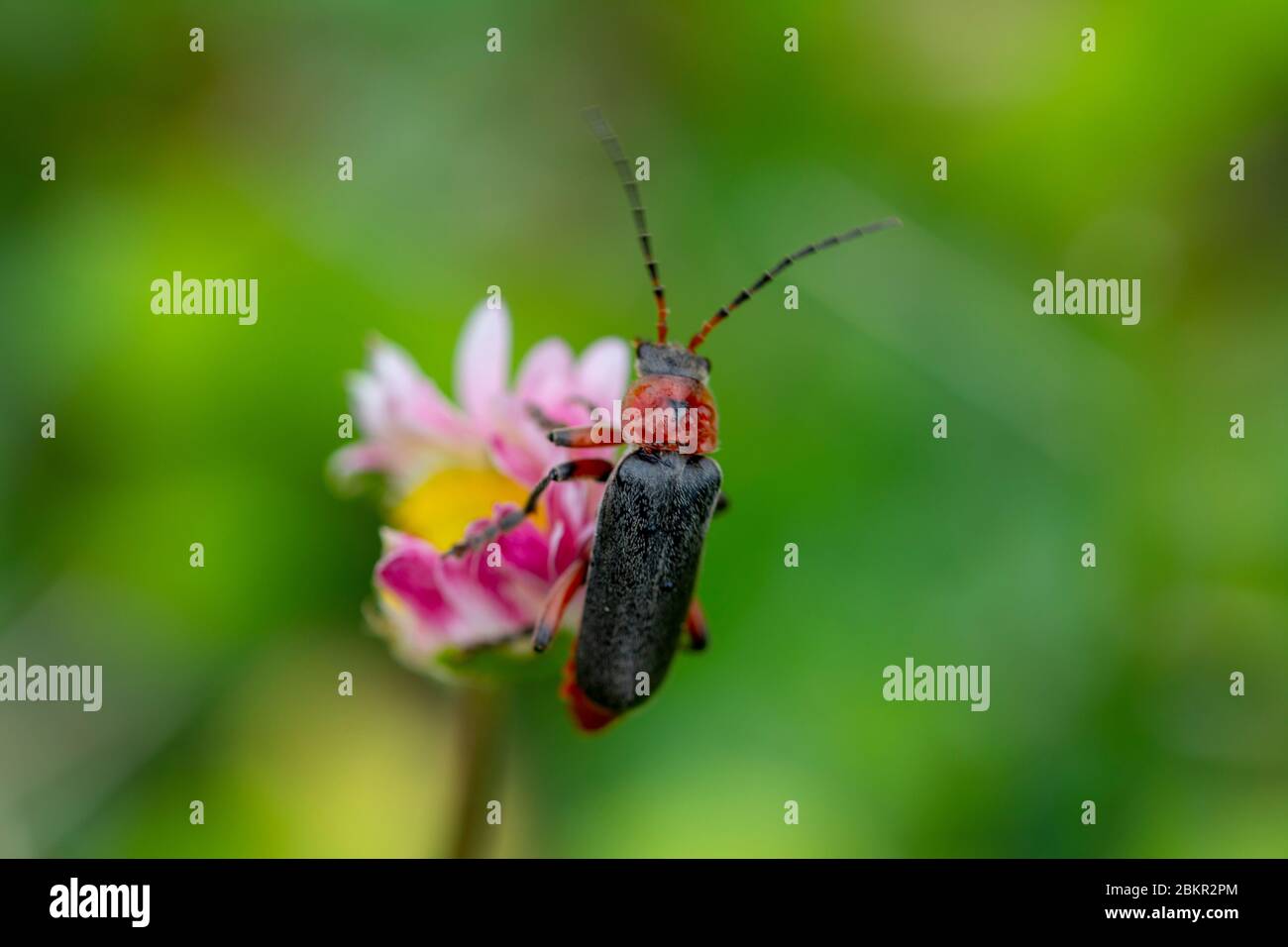Macro su un cardinale rosso testa bettle Foto Stock