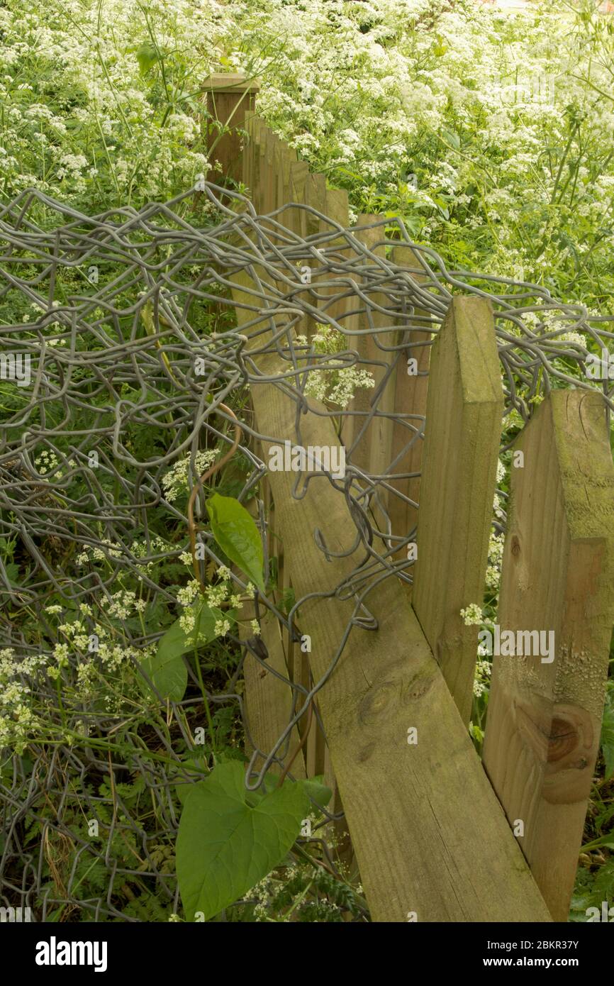 Prezzemolo di mucca e recinzione in primavera, paesaggio naturale astratto, Londra, Inghilterra, Regno Unito, Europa Foto Stock