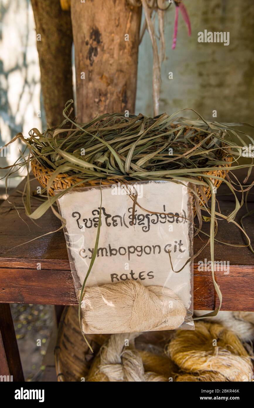 Laos, Luang Prabang città classificato patrimonio mondiale dell'UNESCO, cartiera da foglie di bambù, foglie di limongrass per la tintura Foto Stock