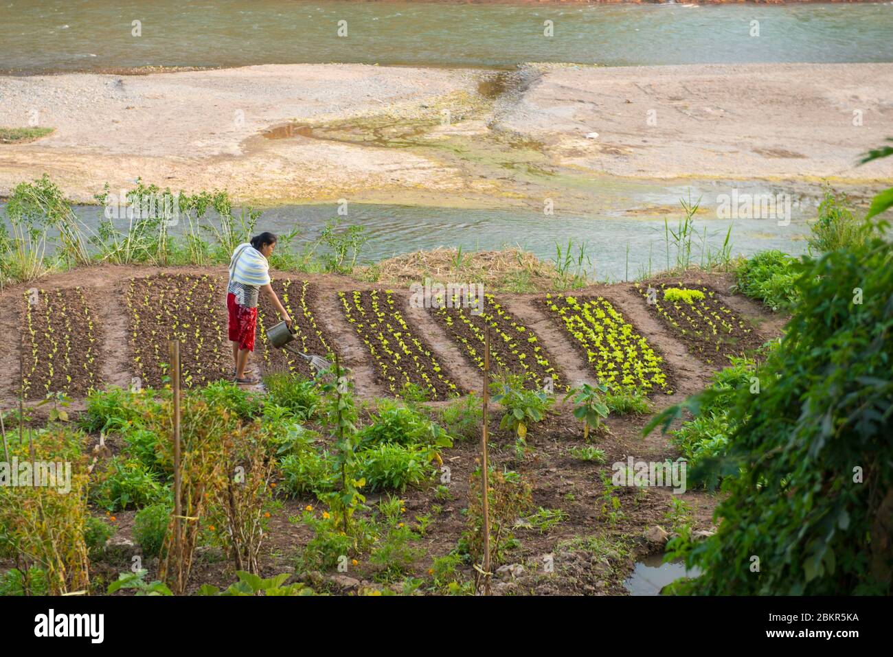 Laos, Luang Prabang città classificato patrimonio mondiale dell'UNESCO, donna annaffiando il suo orto sul fiume Nam Khan Foto Stock