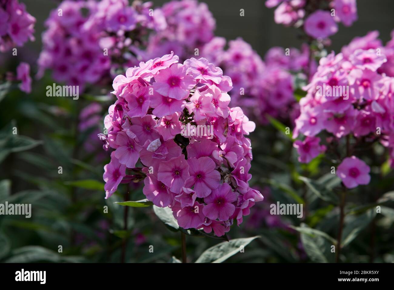 Phlox paniculata Eva Cullum Foto Stock