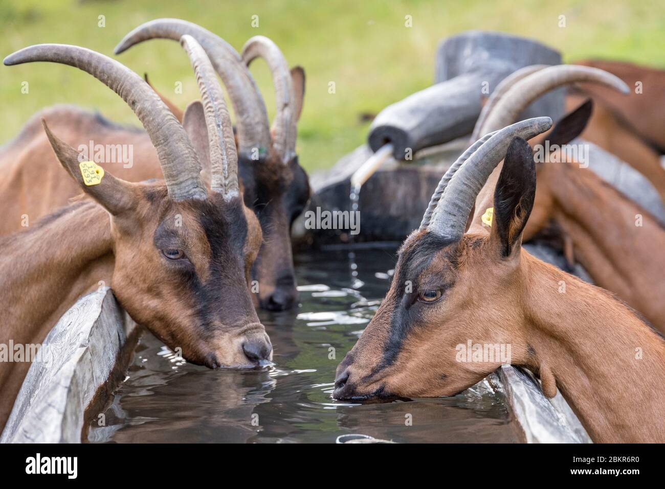 Svizzera, Vallese, Valle del Trient, Vallon d'Emaney, nel pascolo montano di Emaney Foto Stock