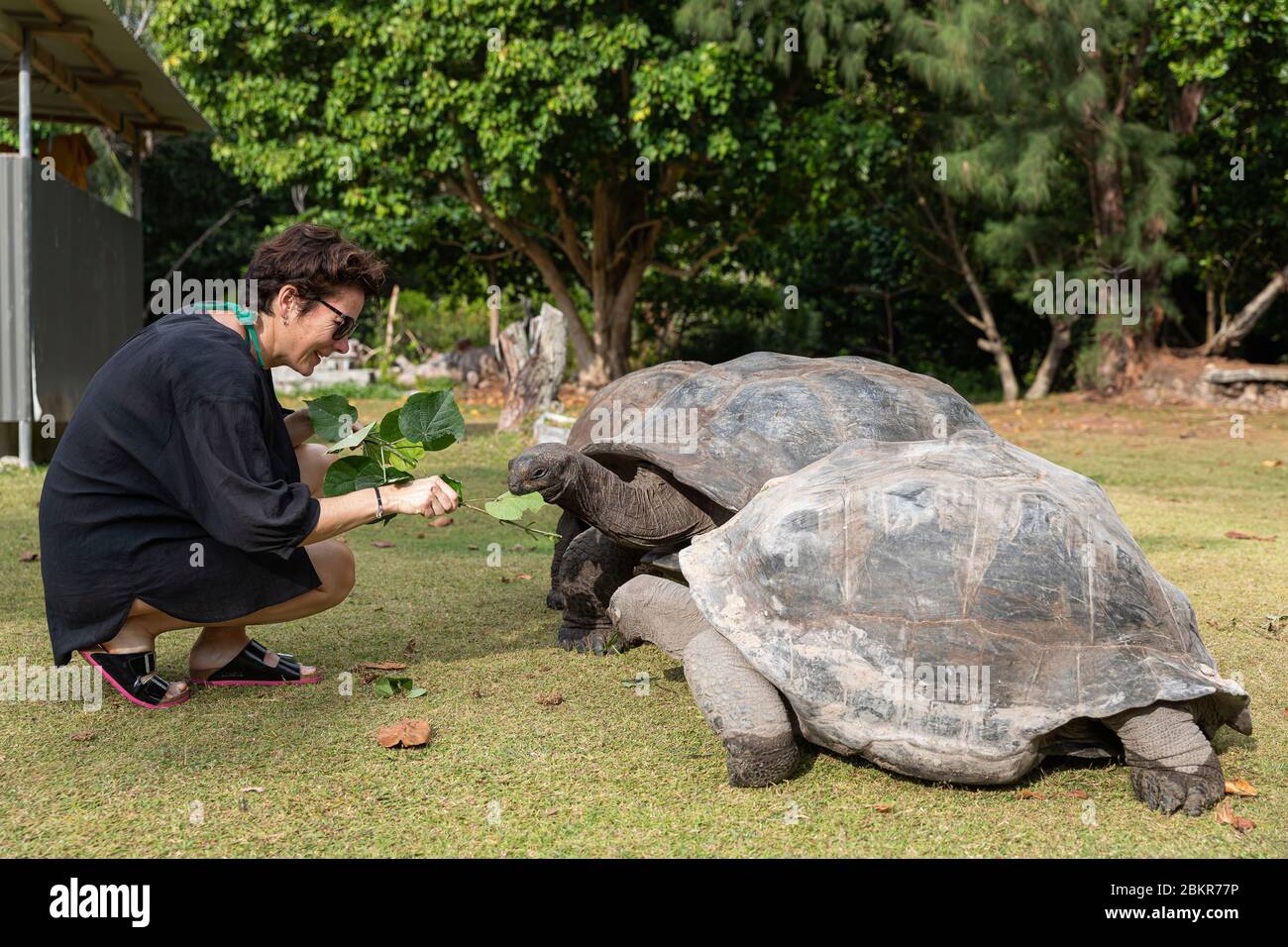 Seychelles, ile Curieuse parco nazionale, donna che dà cibo a tartarughe giganti Foto Stock