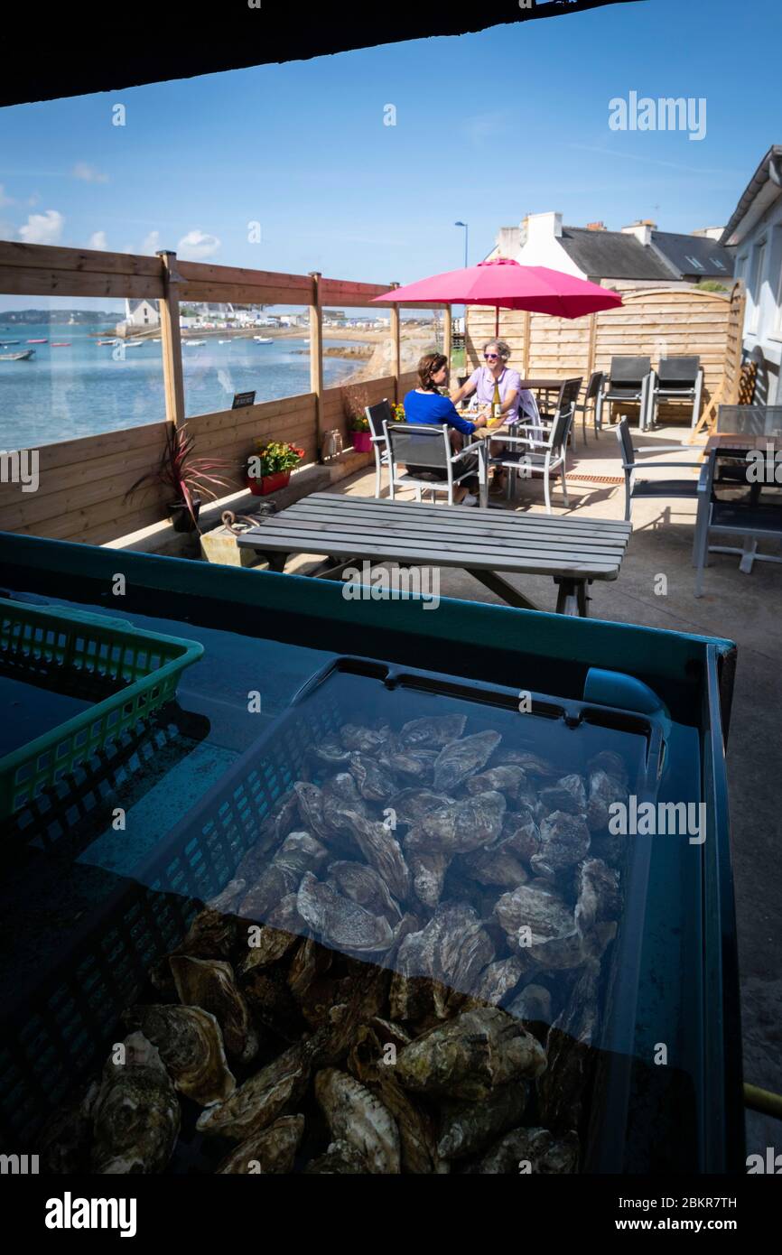 Francia, Finistere, Plougasnou, cicloturisti degustazione ostriche al porto di Terenez, lungo la strada marittima bicicletta Foto Stock
