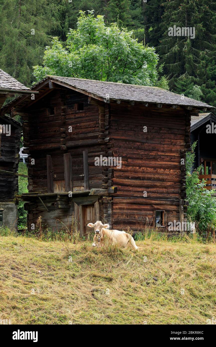 Svizzera, Canton Vallese, Blitzingen, Bodme, chalet in legno e mucca in primo piano Foto Stock
