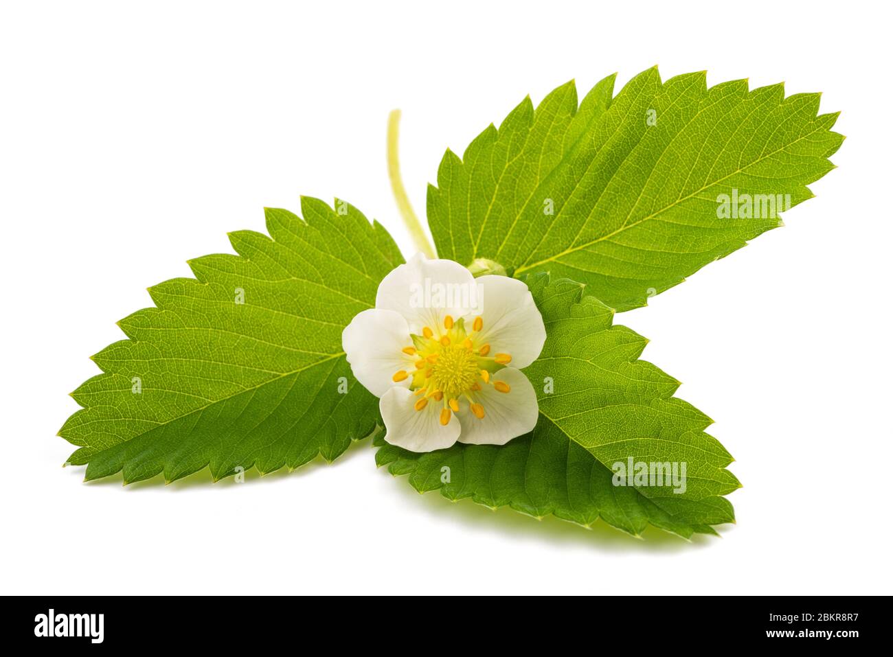 fragola con fiore isolato su sfondo bianco Foto Stock
