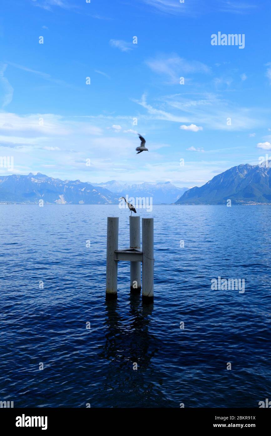 Svizzera, Cantone di Vaud, Bourg en Lavaux, airone ai margini del Lago di Ginevra Foto Stock
