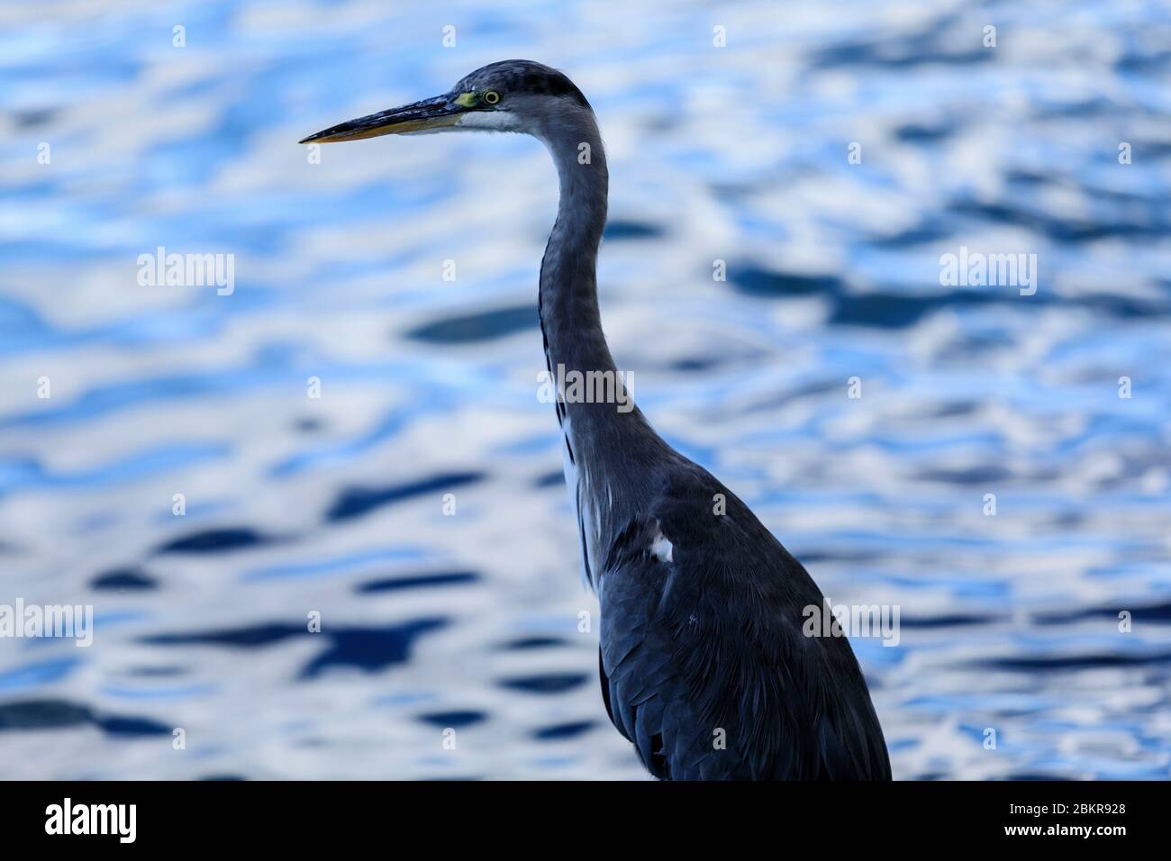 Svizzera, Cantone di Vaud, Bourg en Lavaux, airone ai margini del Lago di Ginevra Foto Stock