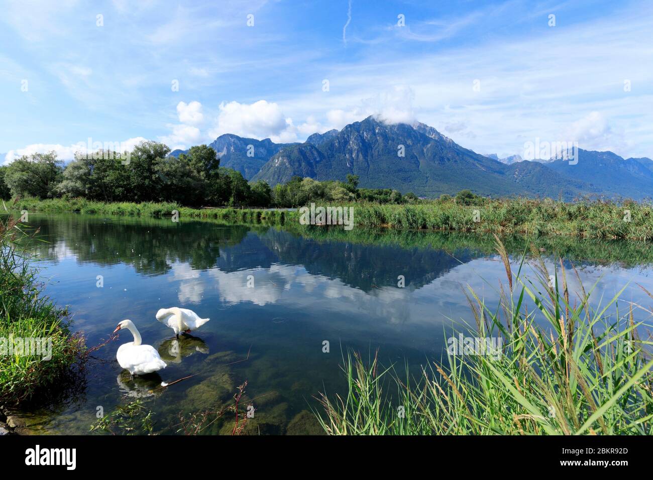 Svizzera, Cantone di Vaud, Noville, Lago di Ginevra, Riserva Grangettes Foto Stock