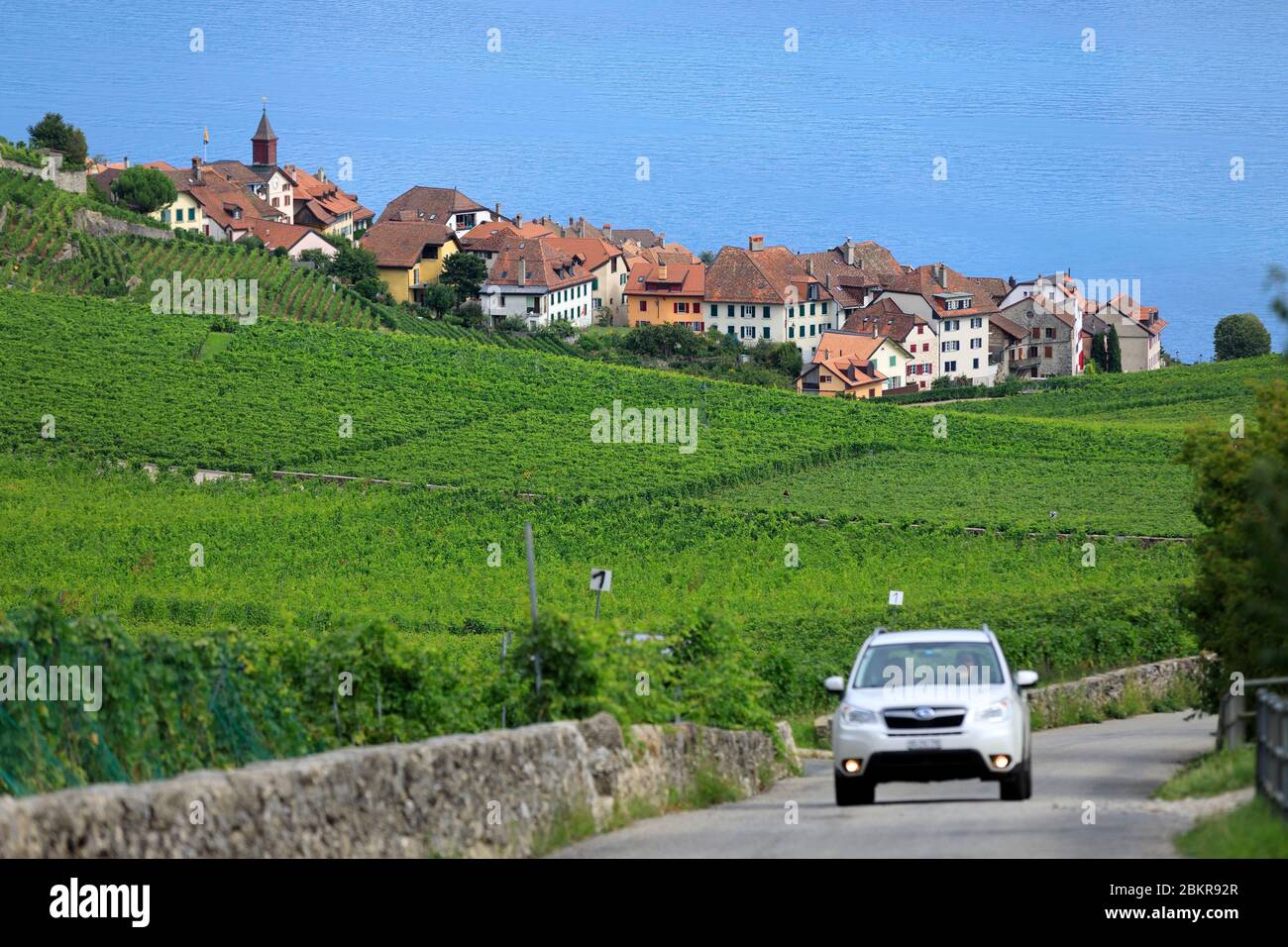 Svizzera, Cantone di Vaud, Puidoux, viti sulla riva del Lago di Ginevra Foto Stock