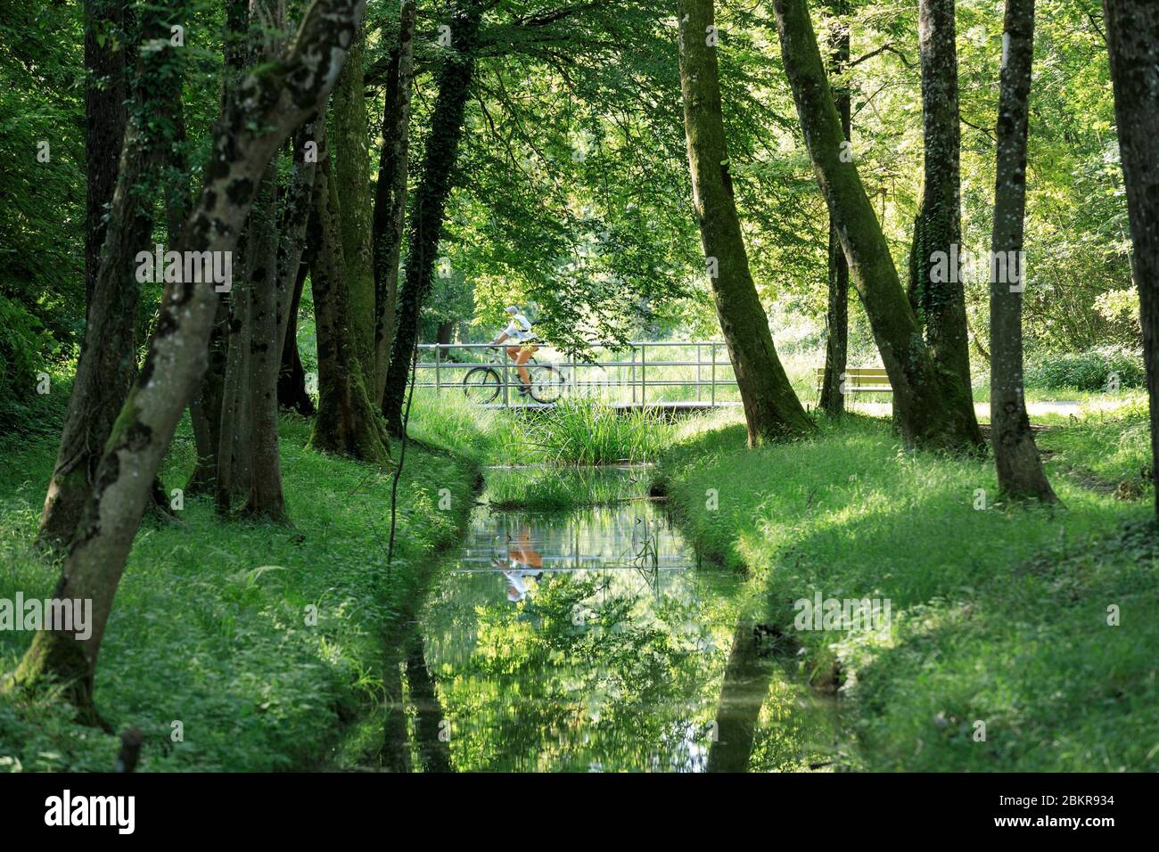 Svizzera, Cantone di Vaud, Noville, Lago di Ginevra, Riserva Grangettes Foto Stock