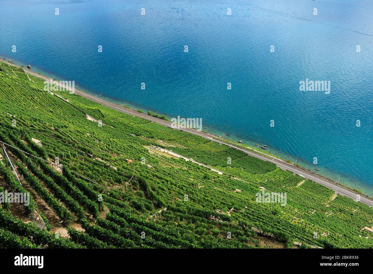 Svizzera, Cantone di Vaud, Puidoux, viti sulla riva del Lago di Ginevra Foto Stock