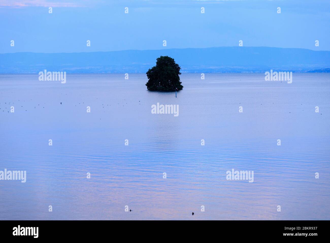 Svizzera, Cantone di Vaud, Villeneuve, Lago di Ginevra, isola di Peilz Foto Stock