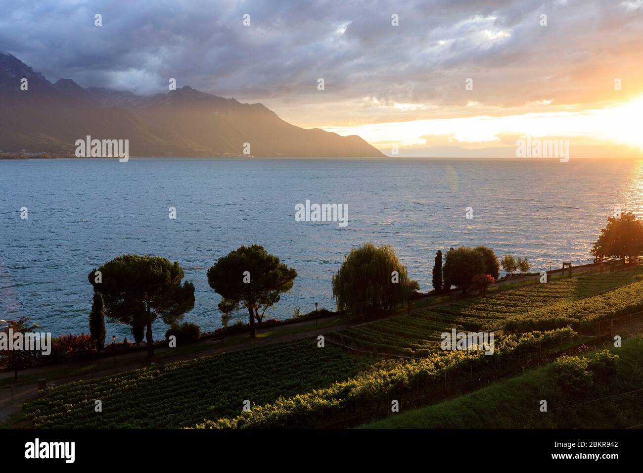 Svizzera, Cantone di Vaud, Veytaux, vigneti e Lago di Ginevra Foto Stock