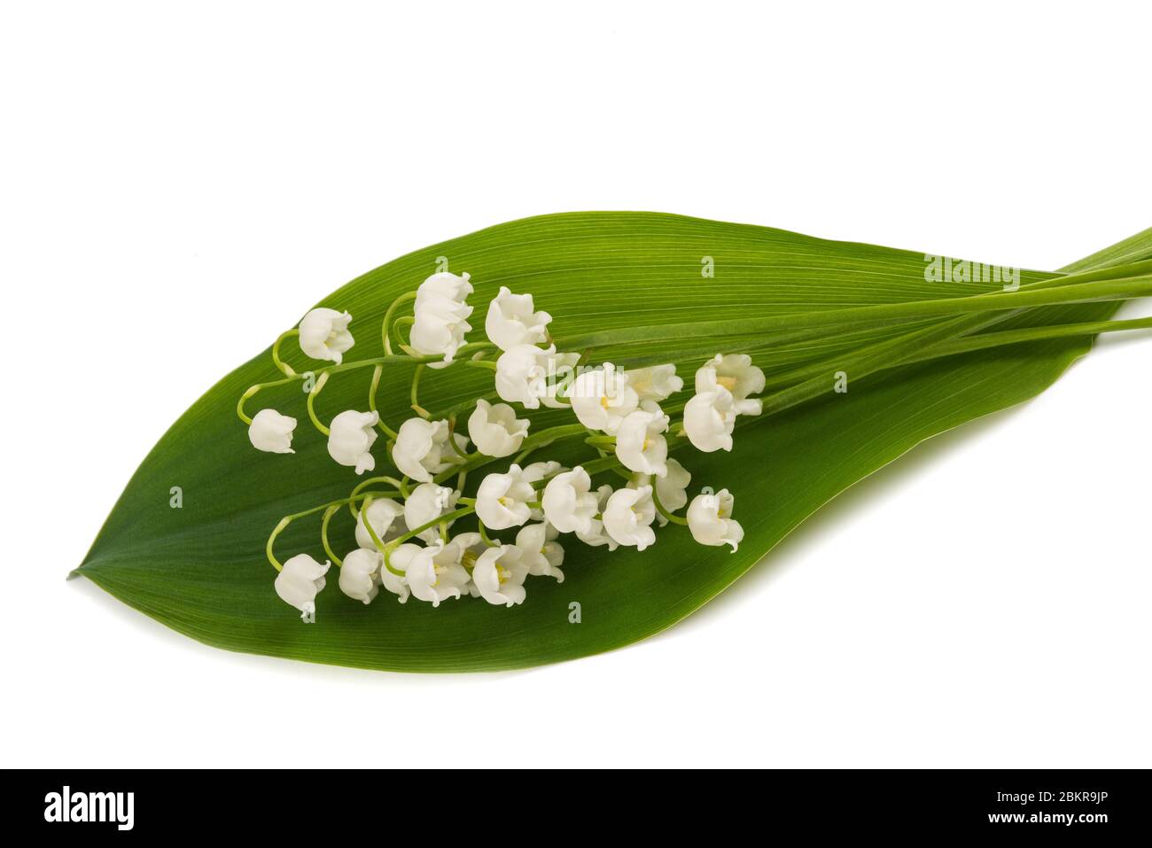 Lily della valle isolato su sfondo bianco Foto Stock