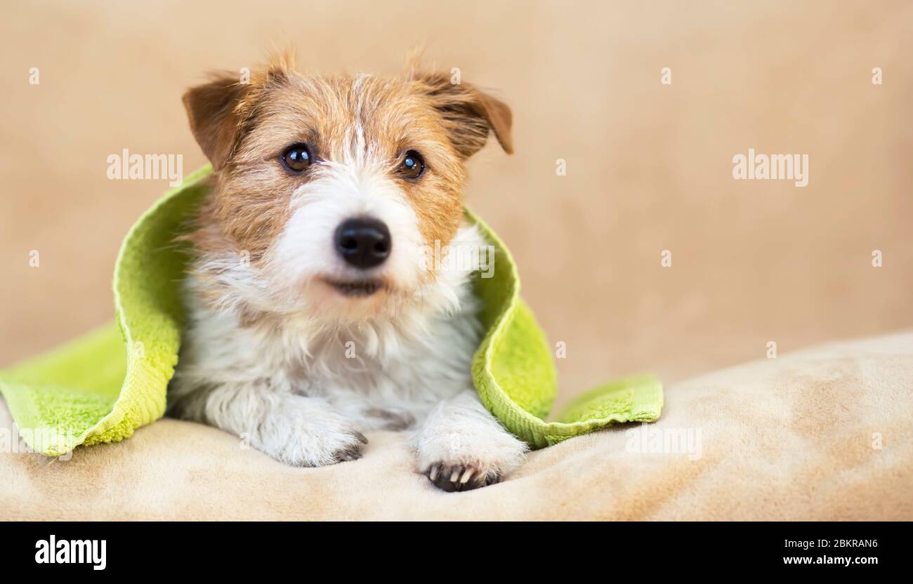 Concetto di cura degli animali domestici, felry sorridente Happy jack russell cane con asciugamano dopo bagno, doccia Foto Stock