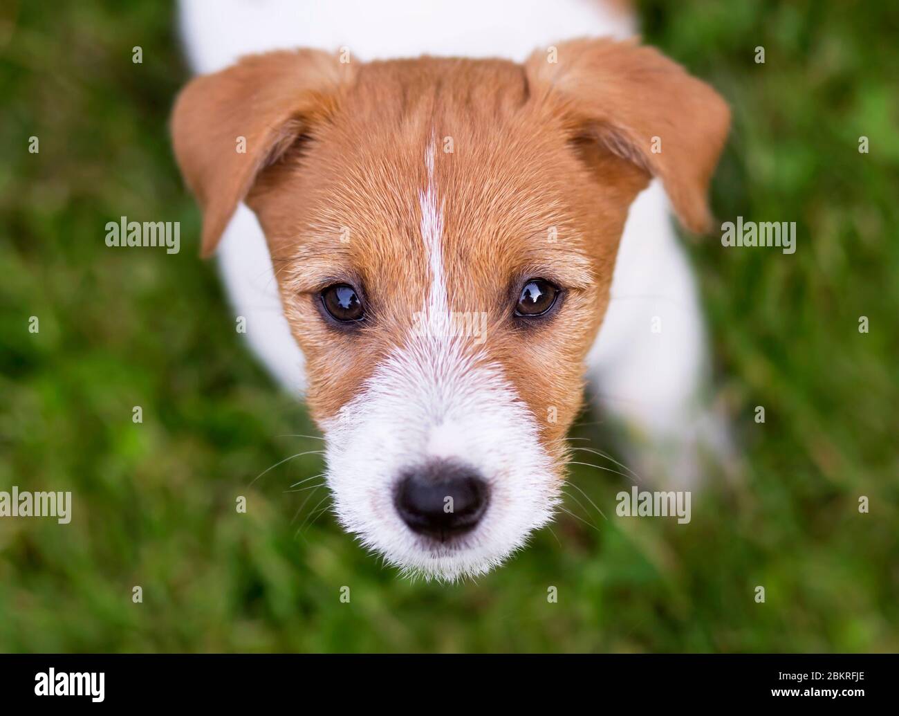 Divertente jack russell cane terrier cucciolo guardando alla macchina fotografica Foto Stock