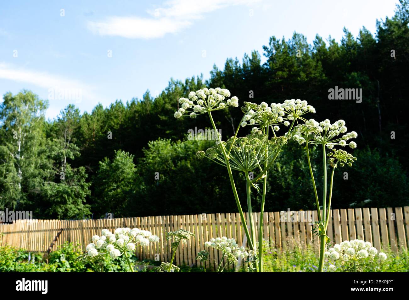 Ombrelli sferici Giardino Angelica su uno sfondo di cielo blu. Sedano selvaggio e norvegese Angelica Angelica arcangelica Foto Stock