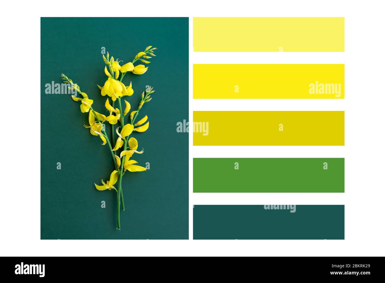Gola di fiori gialli su sfondo verde-blu in una tavolozza di colori, con campioni di colore gratuiti Foto Stock