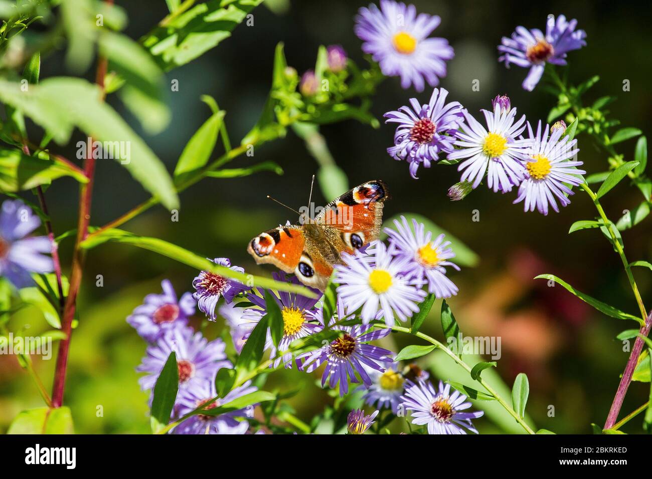 Francia, Morbihan, la Vraie Croix, Peacock Butterfly del giorno su un fiore di Astro Foto Stock