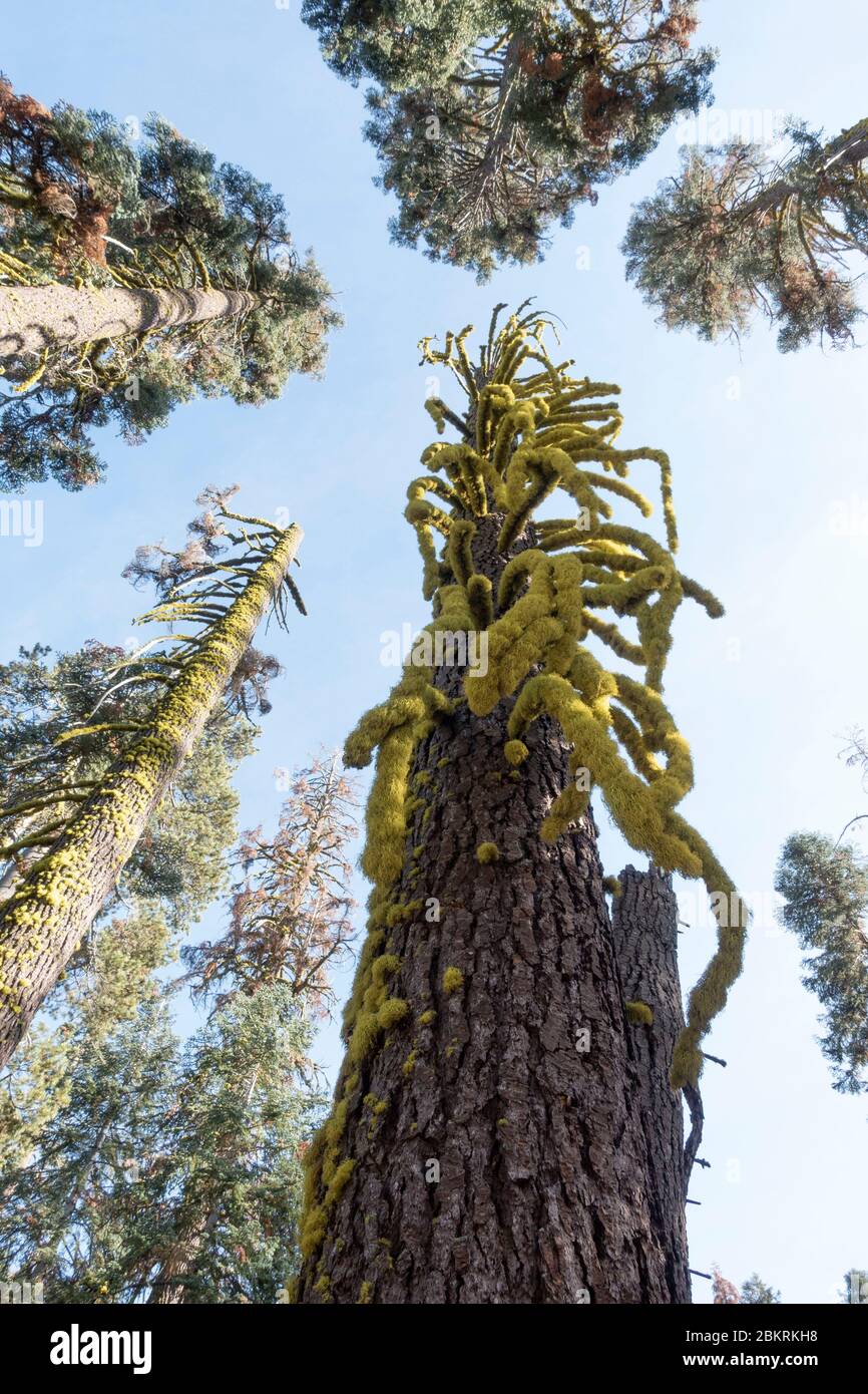 Stati Uniti, California, Yosemite National Park, patrimonio mondiale dell'UNESCO, licheni albero coperto sulla strada per El Capitan Foto Stock