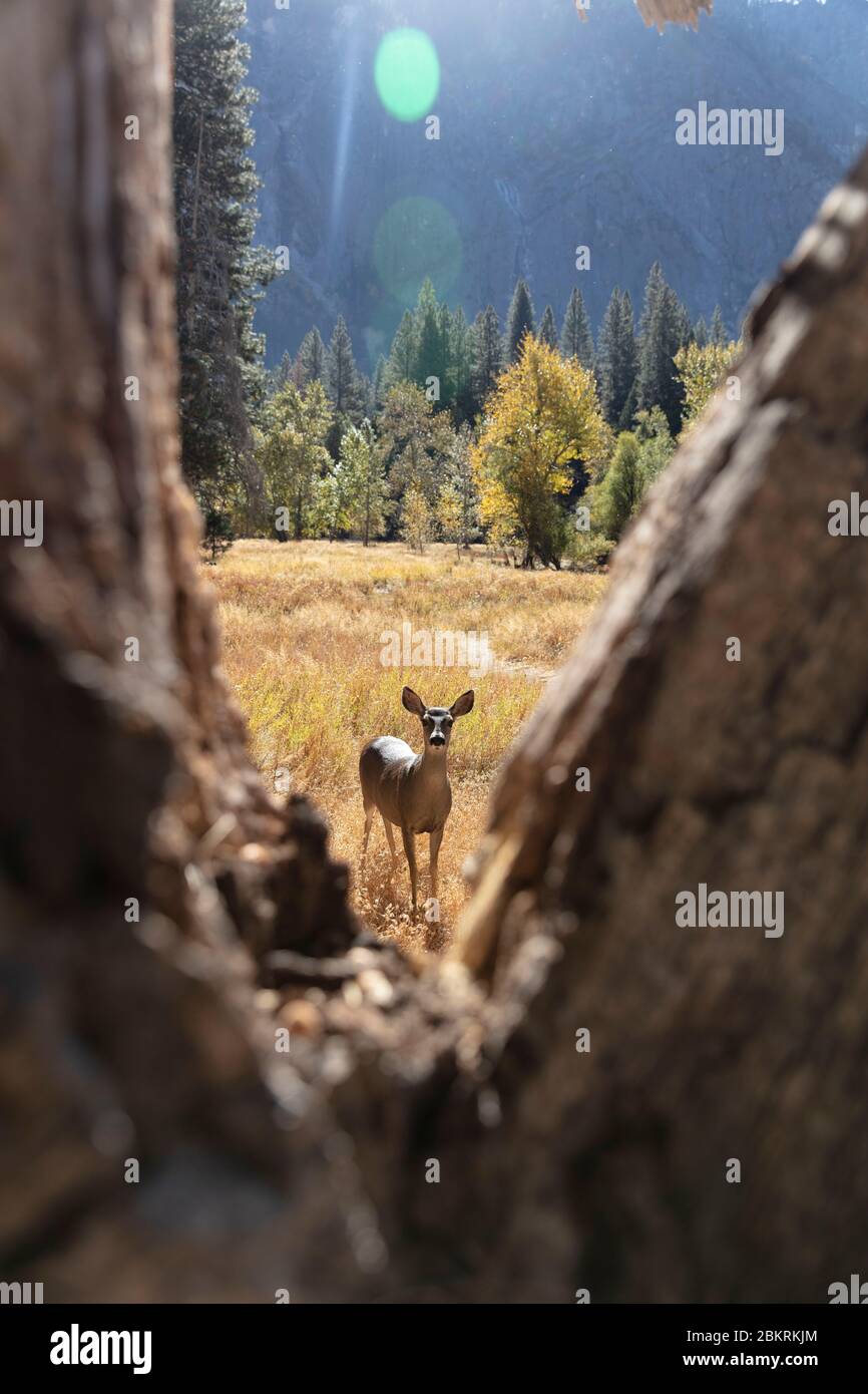 Stati Uniti, California, Parco Nazionale di Yosemite, patrimonio dell'umanità dell'UNESCO, incontro con una femmina del cervo ai piedi di El Capitan Foto Stock